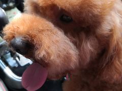 -优米宠物美容(体育场路店)