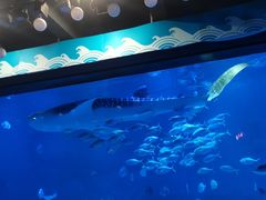 -烟台海昌鲸鲨海洋公园