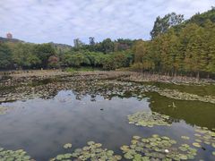 -鹿鸣酒家(越秀店)