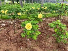 -洛阳市隋唐城遗址植物园