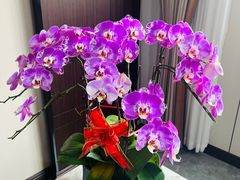 -斗牛士牛排(南京东路店)