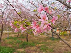 -天适樱花悠乐园
