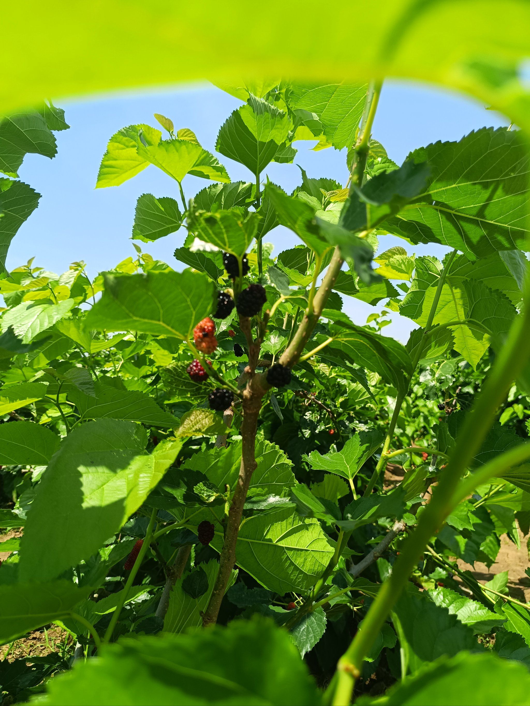 巨龙湖生态园桑葚采摘等你来