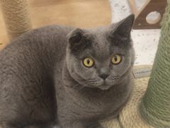 -喵园·猫主题咖啡厅·撸猫·猫咖(国贸店)