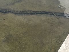 -新江湾城公园