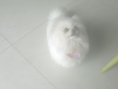 -乐琪宠物医院·犬猫专科·骨外科·急重症