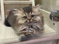 -momokira米努特·德文卷毛猫·棉花面纱犬