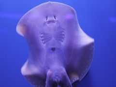 -石家庄极地海洋世界