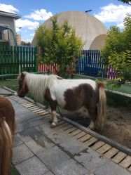 点击看大图 -萌宠亲子动物乐园(槐房万达店)