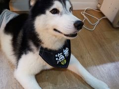 -Husky Go! 哈士奇体验馆·宠物咖啡厅狗咖