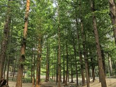 -白水寺森林公园