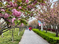 -高东镇樱花园