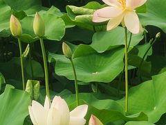 -莲花池公园
