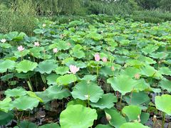 -长兴太湖图影湿地文化园