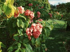 -中国科学院西双版纳热带植物园