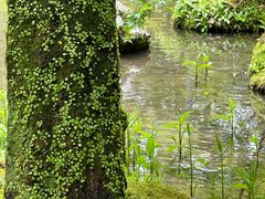 -西芳寺(苔寺)