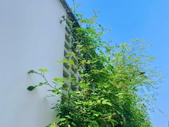 -东梓关景区村庄