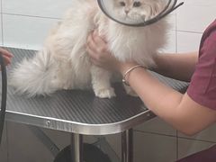 -艾贝尔宠物医院 ·内科全科(梁溪路店)