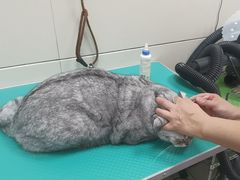 -北京观赏动物医院·24小时大型综合·猫专科·异宠专科