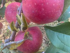 -庆岭迎宾园正宗活鱼馆