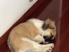 -艾贝尔宠物医院 ·内科全科(梁溪路店)