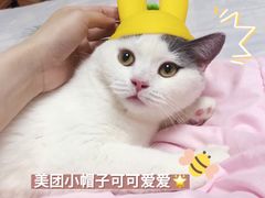 -小呆的宠物店·宠物售卖·宠物寄养(城西店)