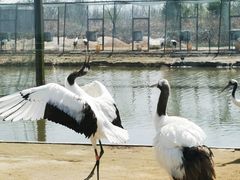 -盐城丹顶鹤湿地生态旅游区