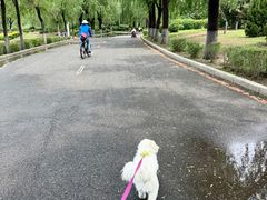 -丁香湖公园