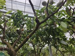 -歌斐颂巧克力小镇