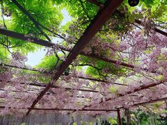 -嘉定紫藤园