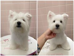 -FAELING PETS美天灵宠物(富力广场店)