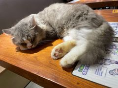 -more than meow吴止猫主题餐厅(承德 中船汇店)