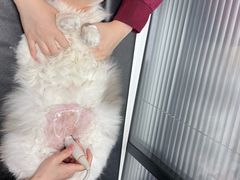 -伟伟宠物医院·CT影像中心·瑞派犬猫综合性门诊(汉口总院)