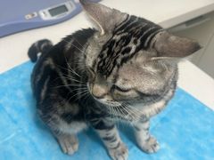 -达爱动物医院·犬猫分区·CT·复杂眼科(远洋山水分院)
