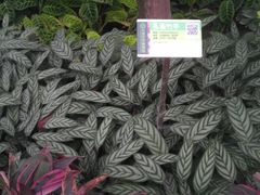 android_upload_pic-石家庄市植物园