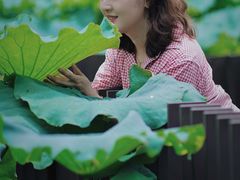 -陈家山荷花公园