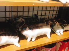 -猫咪博物馆(顶澳仔猫街店)