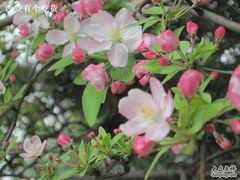 -西安青龙寺遗址景区