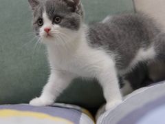 -东方名猫馆·英短金渐层布偶猫舍(环线广场1号楼店)