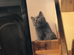 -more than meow吴止猫主题餐厅(承德 中船汇店)