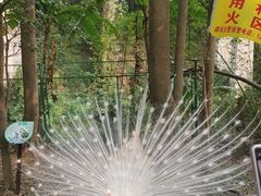 -西双版纳原始森林公园