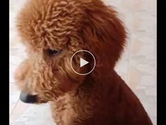 -翊宠yipet猫狗购宠庄园犬舍•猫舍