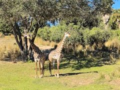 -奥兰多迪士尼动物王国乐园