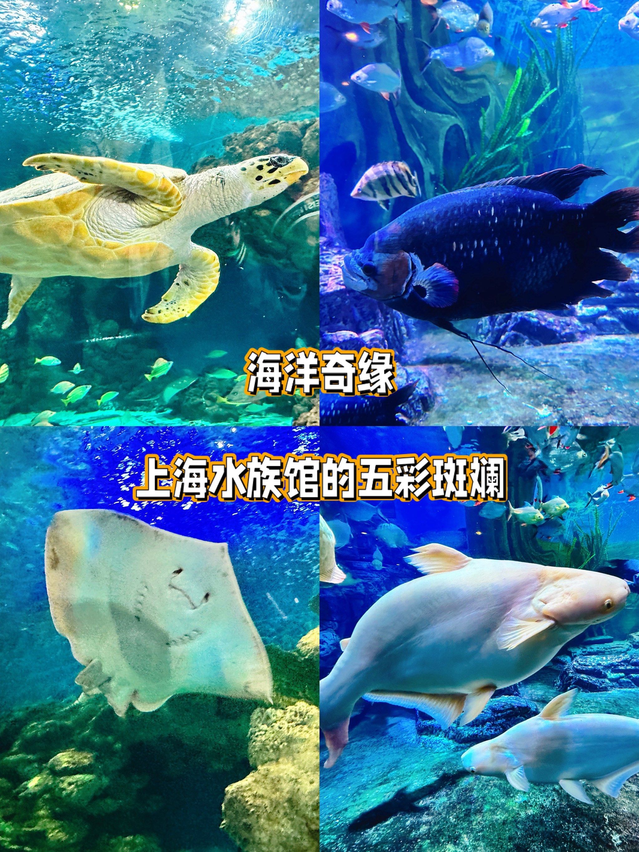 博物馆|🐠海洋奇缘:上海水族馆的五彩斑斓!