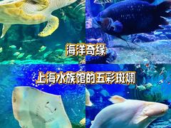 -上海海洋水族馆