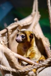 -Zoolung Zoolung动物主题公园(海信广场店)