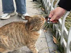 -壹六猫窝(谷德店)