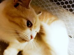 -猫色咖啡·猫咖