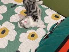 -飞行喵MR PILOT|猫舍·猫咖(静安大融城店)