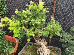 -桂林市花鸟市场